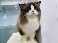-爱洗澡的猫(望京店)