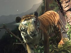 -陕西自然博物馆