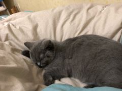 -喵zoo家庭繁育猫舍(尖东智能花园店)