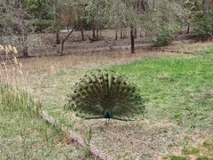 -北京麋鹿生态实验中心