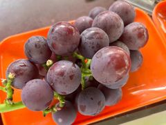 -马陆小张葡萄园农家乐