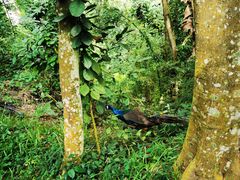 -西双版纳原始森林公园