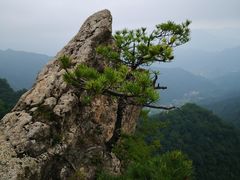 -王顺山国家森林公园