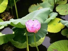-南浔古镇
