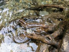 -花岩国家森林公园