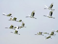 -盐城丹顶鹤湿地生态旅游区