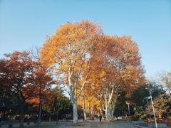 -泰州凤城河风景区-泰山公园