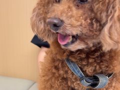-瑞派康怡24h宠物医院·犬猫医疗中心·微创绝育(瑞景分院)