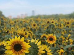 -长白岛森林公园