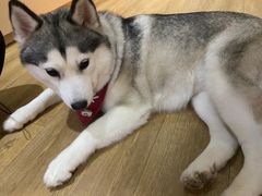 -Husky Go! 哈士奇体验馆·宠物咖啡厅狗咖