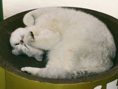 -艾贝尔宠物医院 ·内科全科(梁溪路店)