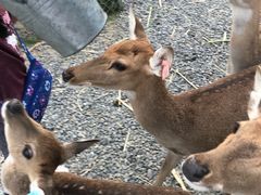 -鹿境梅花鹿生态园区