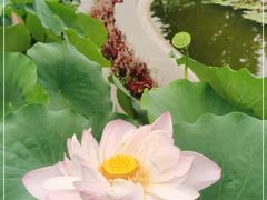 -莲花池公园