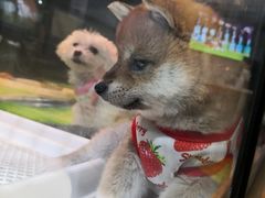 -宠物世家(仲盛世界商城店)