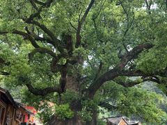 -杨家堂村