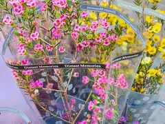 -宝鸡东道花鸟鱼虫市场(吉利花园商场店)