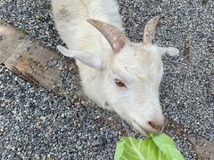 -前小桔亲子创意农场·草莓采摘·露营烧烤