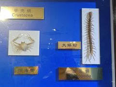 -上海昆虫博物馆