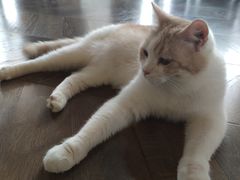-蓝鲸·缅因猫舍
