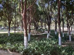-八仙山公园