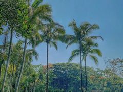 -中国科学院西双版纳热带植物园