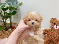 -萌宠之家·腊肠犬·马尔泰·小体犬舍