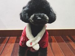 -悠尼宠物·独立低压伊珊娜洗护·美容·寄养(兰谷路店)