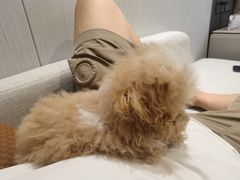-芭比堂动物医院·24小时·眼科中心(深圳中心)