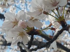-高东镇樱花园
