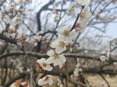 -香雪海