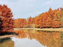 -上海海湾国家森林公园