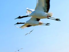 -盐城丹顶鹤湿地生态旅游区