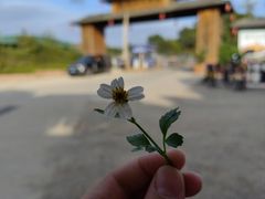 -观澜山水田园