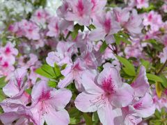 -上海共青森林公园