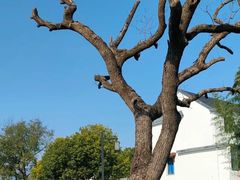 -东梓关景区村庄