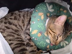 -纳吉亚猫专科动物诊疗中心(蒋宅口分院)