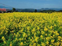 -桑洲油菜花景区