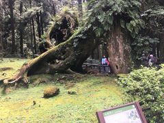 -阿里山神木遗迹