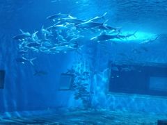 -北戴河圣蓝海洋公园