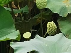 -水绘园