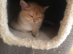-猫腻·猫咖·撸猫馆(星光大道店)