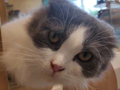 -飞行喵MR PILOT|猫舍·猫咖(静安大融城店)