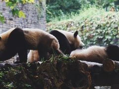 -都江堰中华大熊猫苑