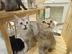-楼上猫咖(罗湖店)