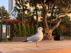 -台场海滨公园船码头
