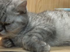-屋虎猫馆(宝安大仟里店)