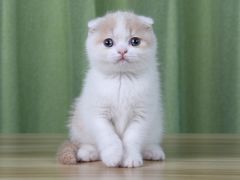 -Bastet sally猫舍购宠(静安店)