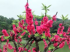 -南国桃园旅游度假区