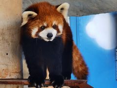 -栾川竹海野生动物园