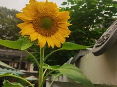 -成都杜甫草堂博物馆